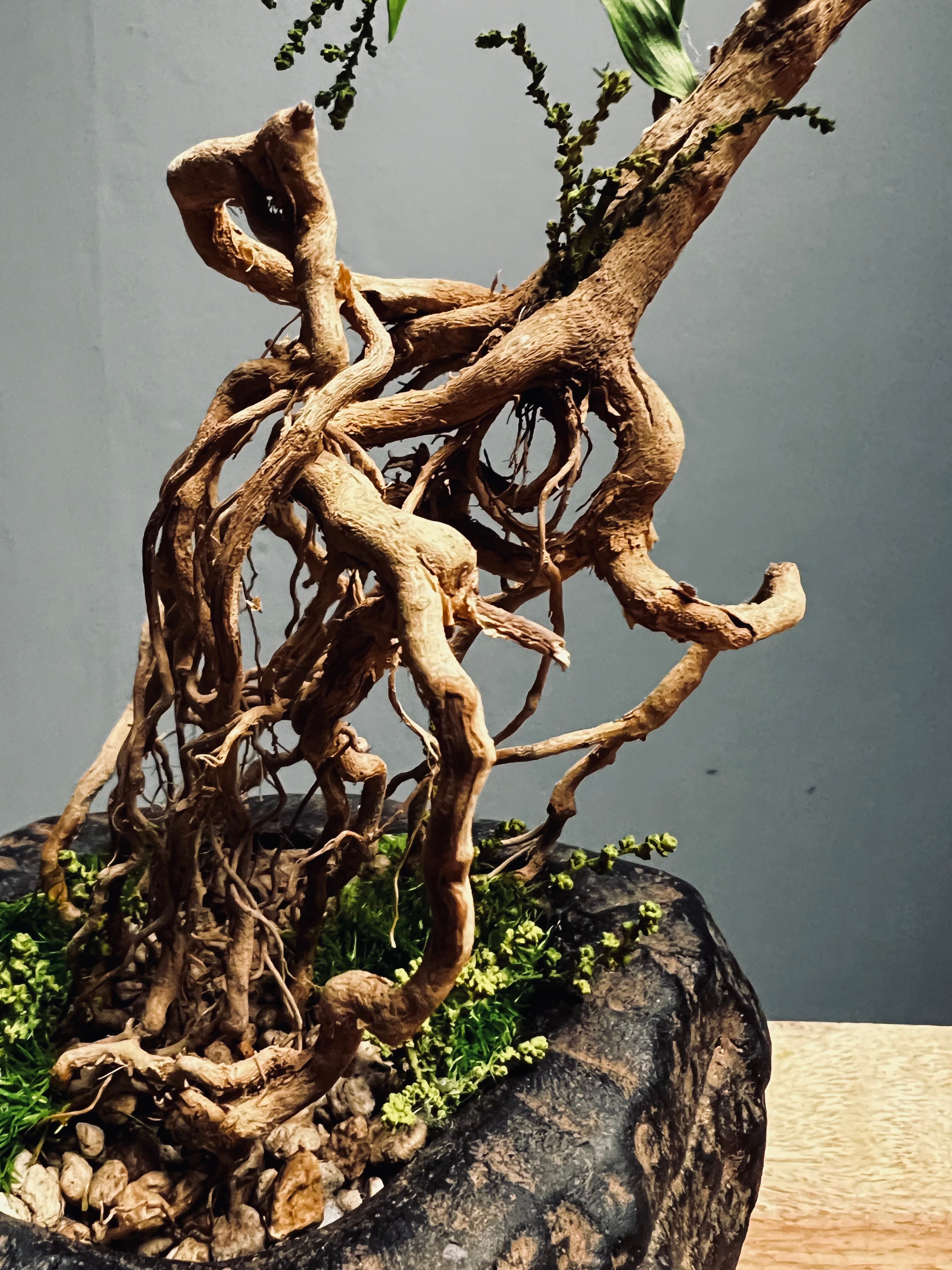 Slow Hill - Grace (Preserved Plants)