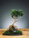 Slow Hill - Small edition (Preserved Plants)