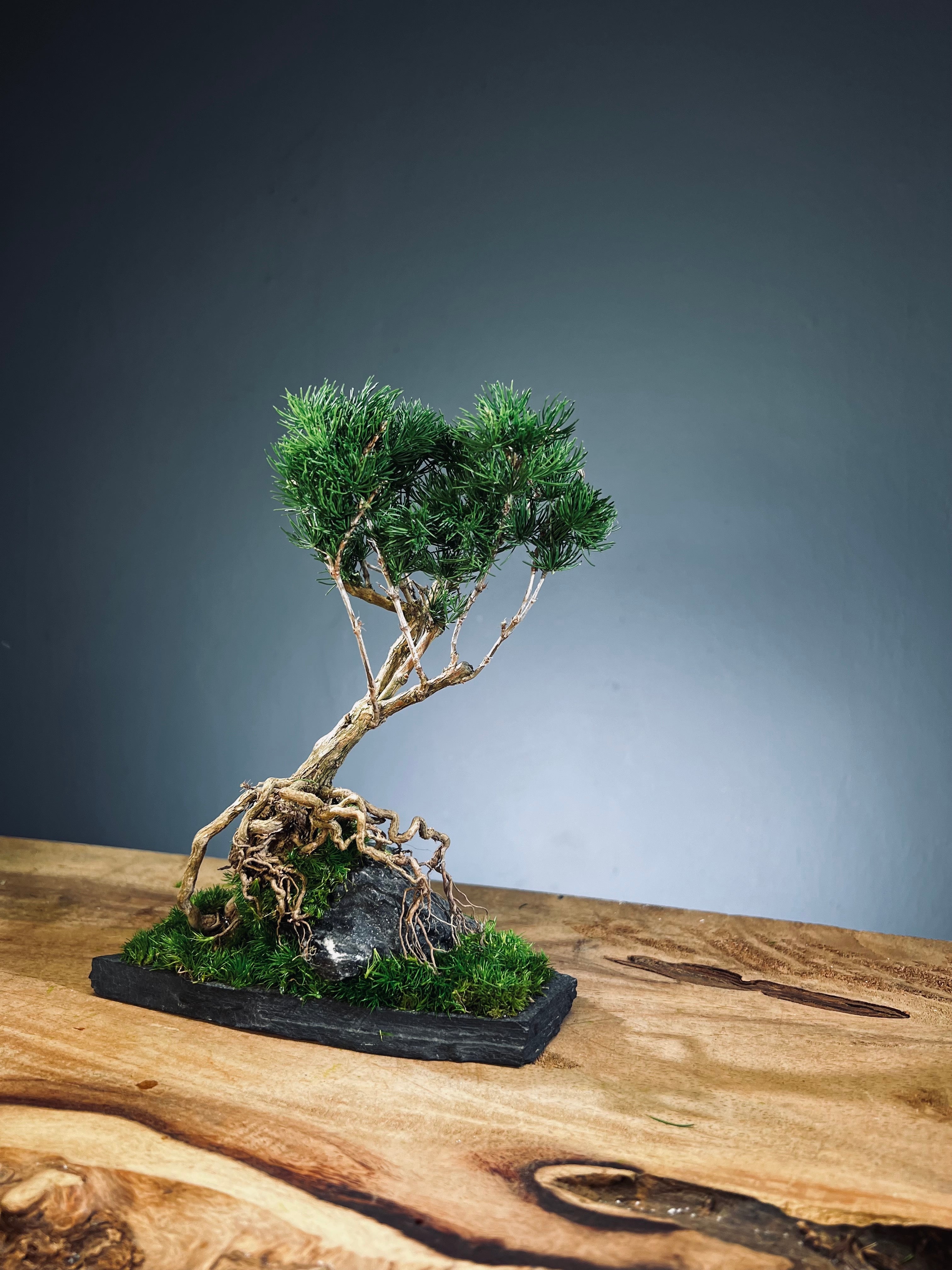 Slow Hill - Small edition (Preserved Plants)