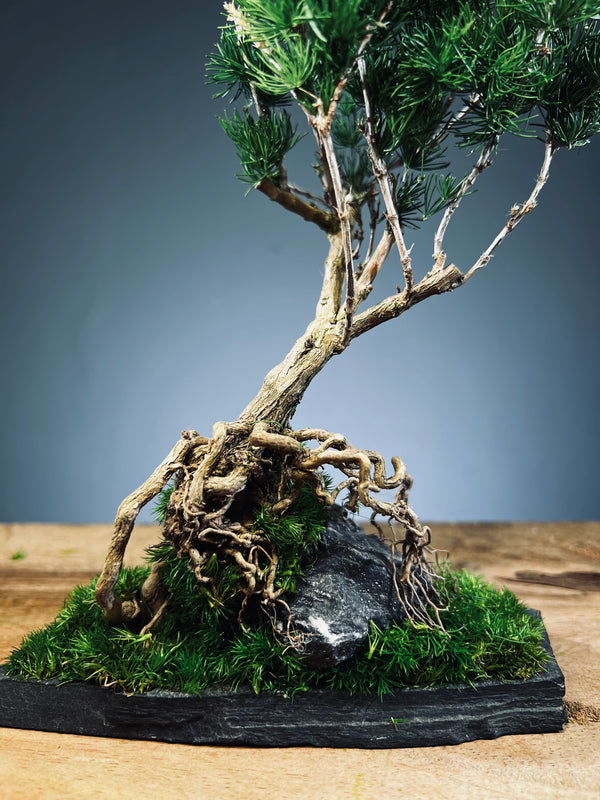 Slow Hill - Small edition (Preserved Plants)
