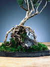 Slow Hill - Small edition (Preserved Plants)
