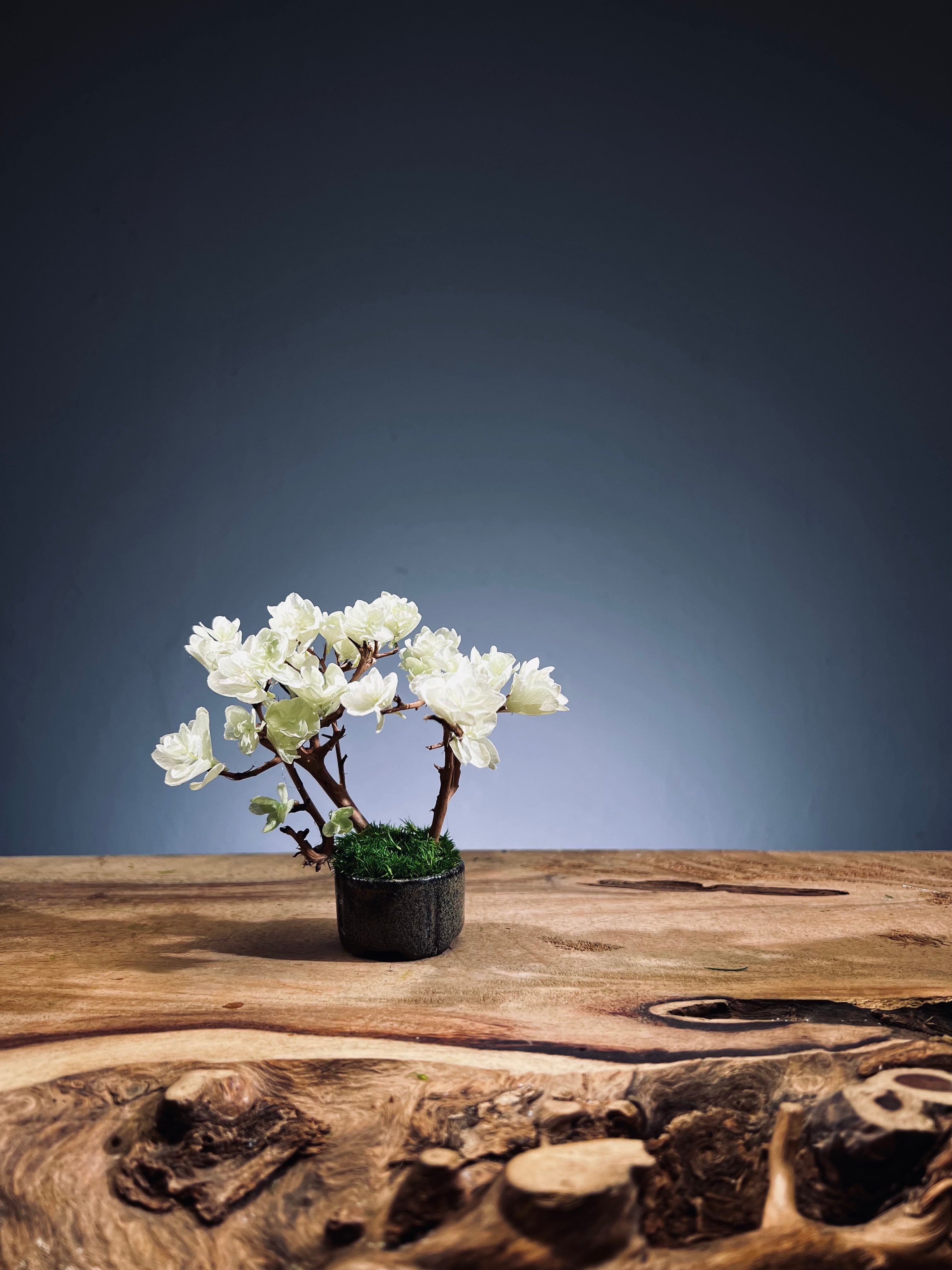 A Small Tree in the East - Early Spring (Preserved Plants)