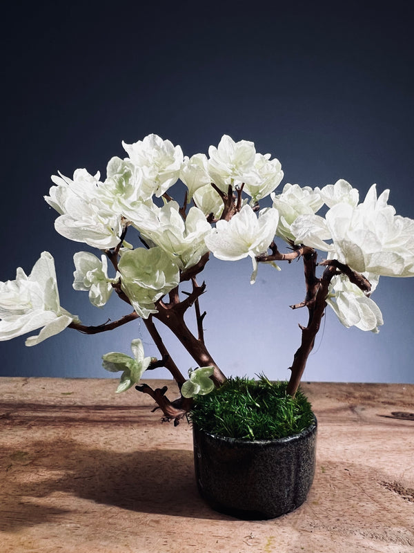 A Small Tree in the East - Early Spring (Preserved Plants)