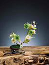 Children of the Forest - Vibrant (Preserved Plants)