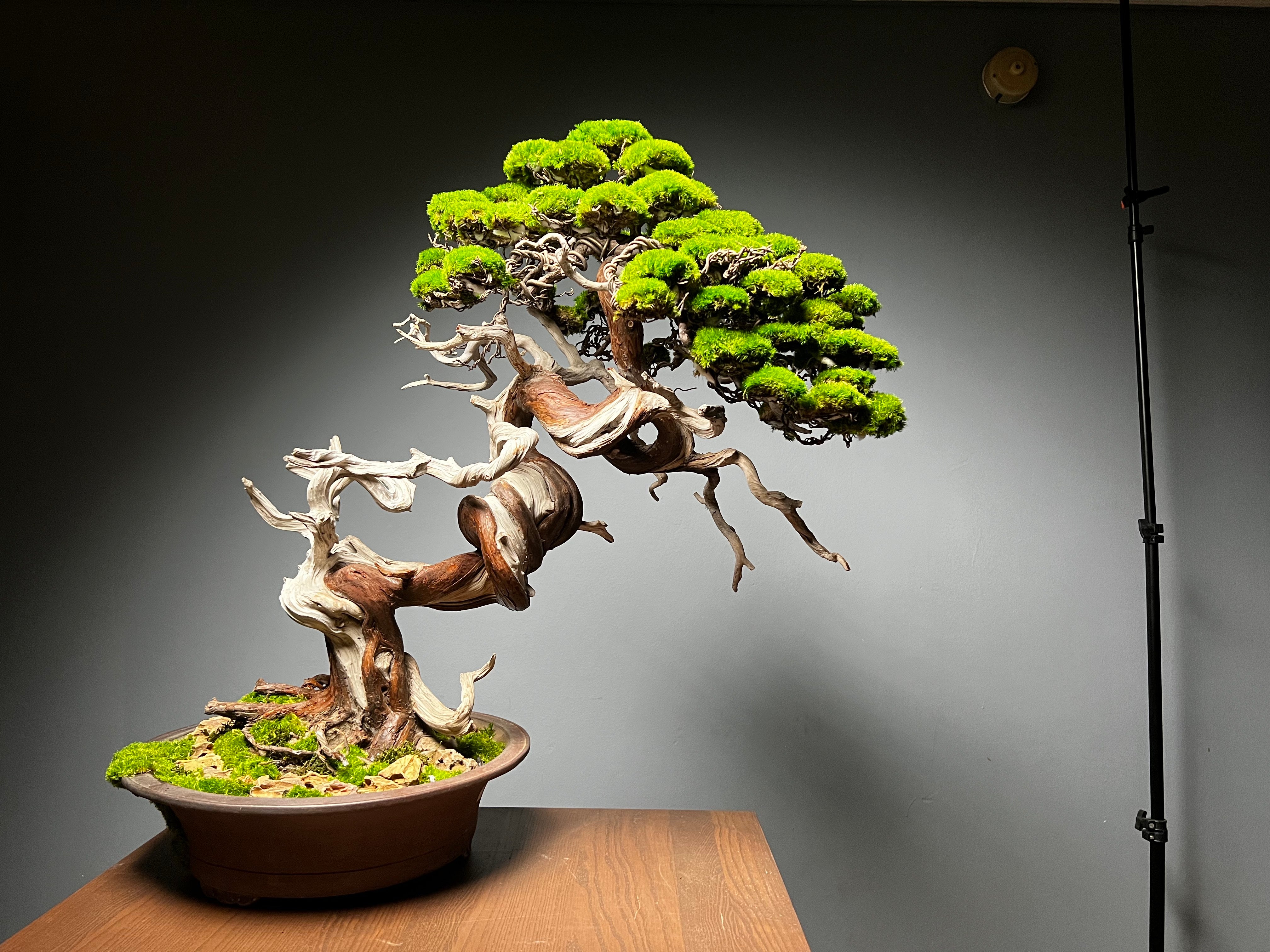 The Light of Dawn (Preserved Plants)