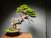 The Light of Dawn (Preserved Plants)