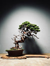 The Light of Dawn (Preserved Plants)