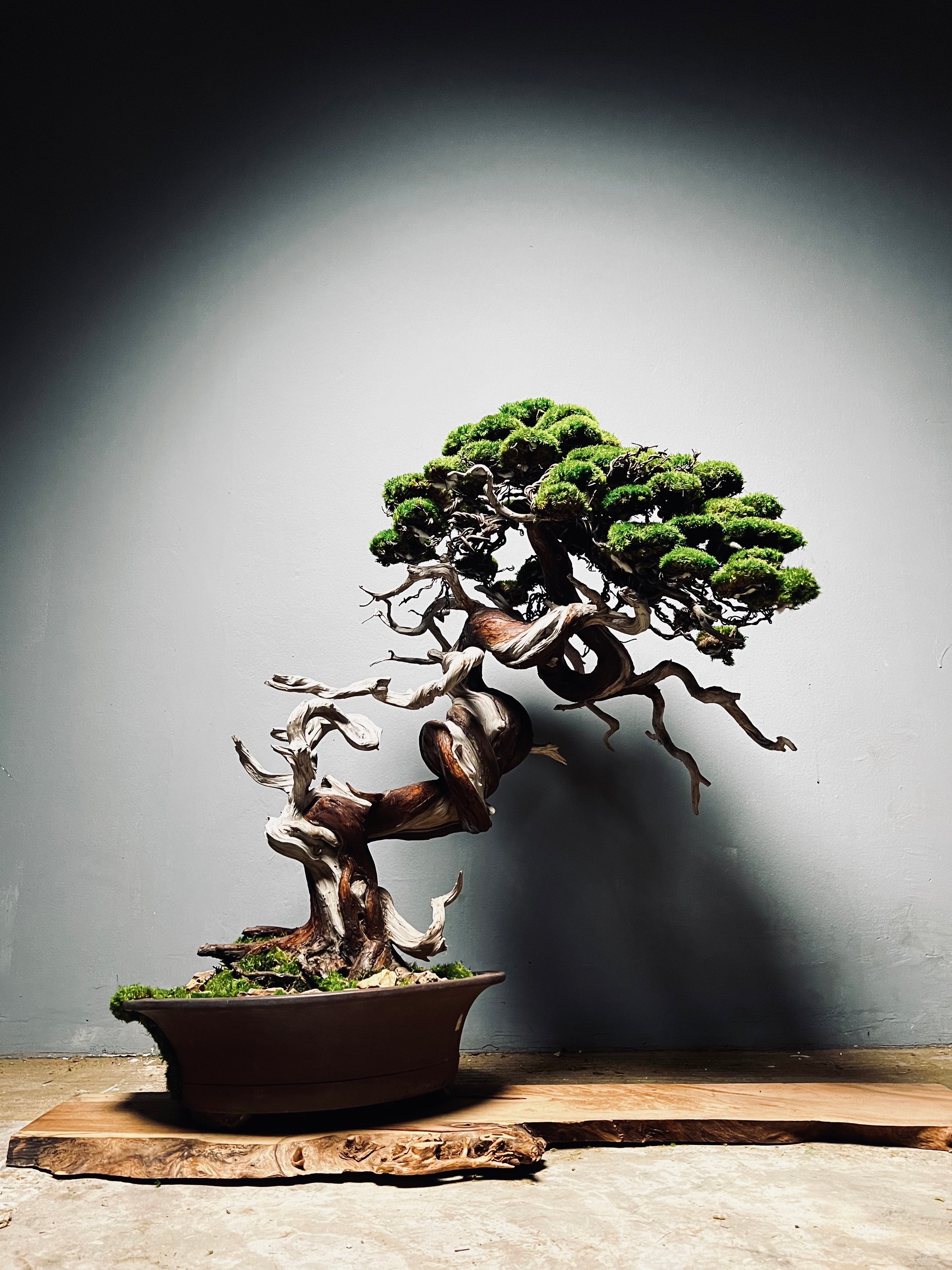 The Light of Dawn (Preserved Plants)
