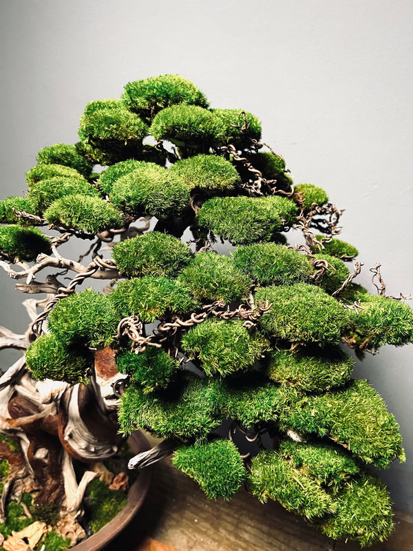 The Light of Dawn (Preserved Plants)