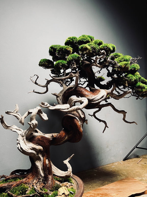 The Light of Dawn (Preserved Plants)