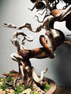 The Light of Dawn (Preserved Plants)