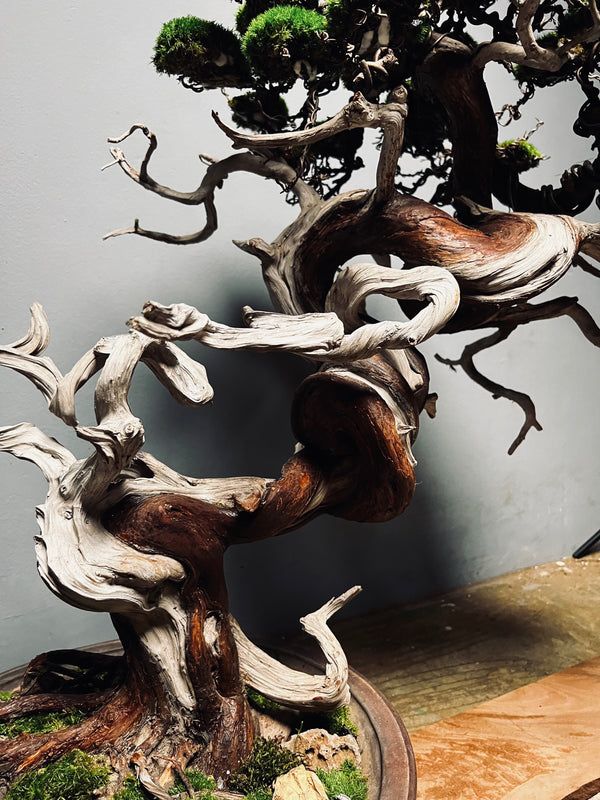The Light of Dawn (Preserved Plants)