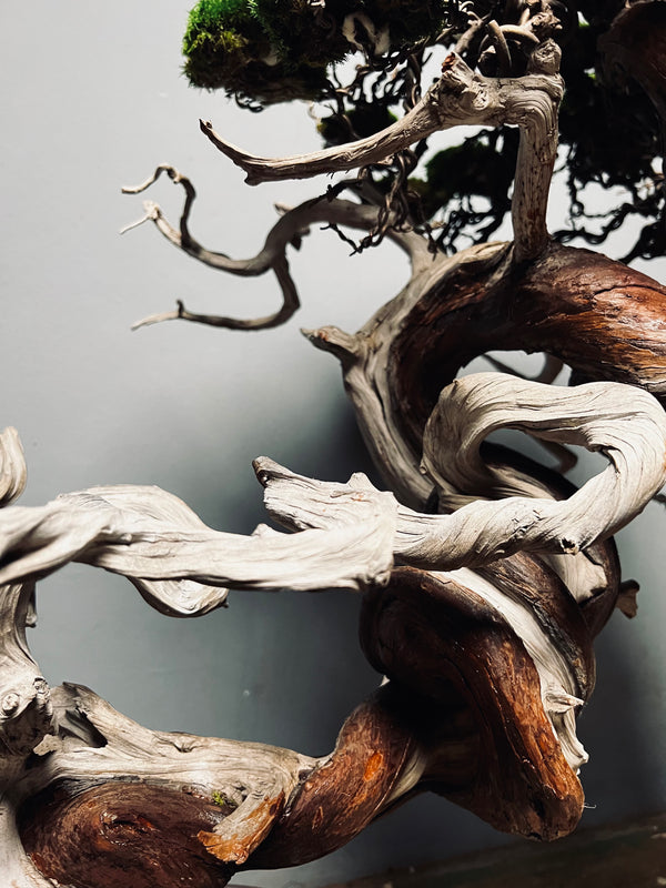 The Light of Dawn (Preserved Plants)