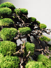 The Light of Dawn (Preserved Plants)