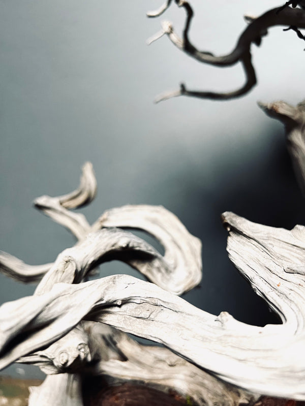 The Light of Dawn (Preserved Plants)