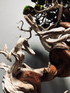 The Light of Dawn (Preserved Plants)