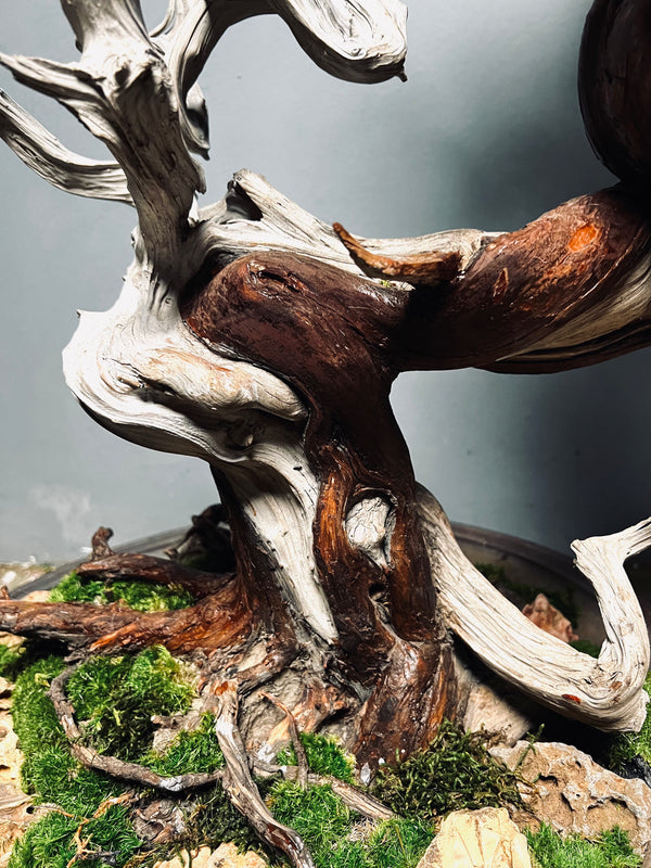 The Light of Dawn (Preserved Plants)