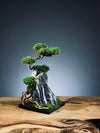 Rise - Stormy Hill (Preserved Plants)