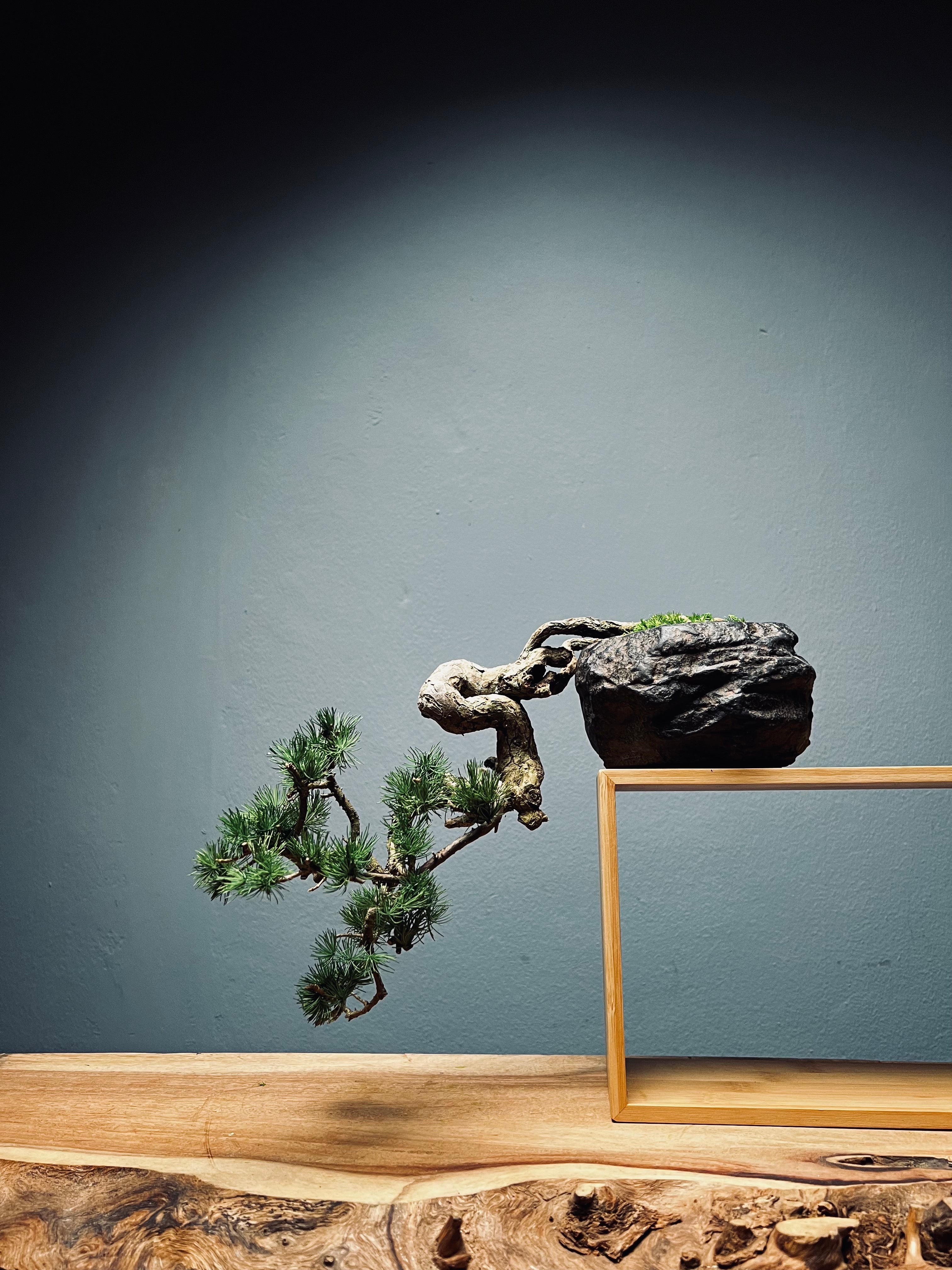 Summer's Whispers - White Pine edition (Preserved Plants)