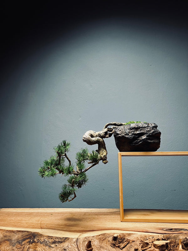 Summer's Whispers - White Pine edition (Preserved Plants)