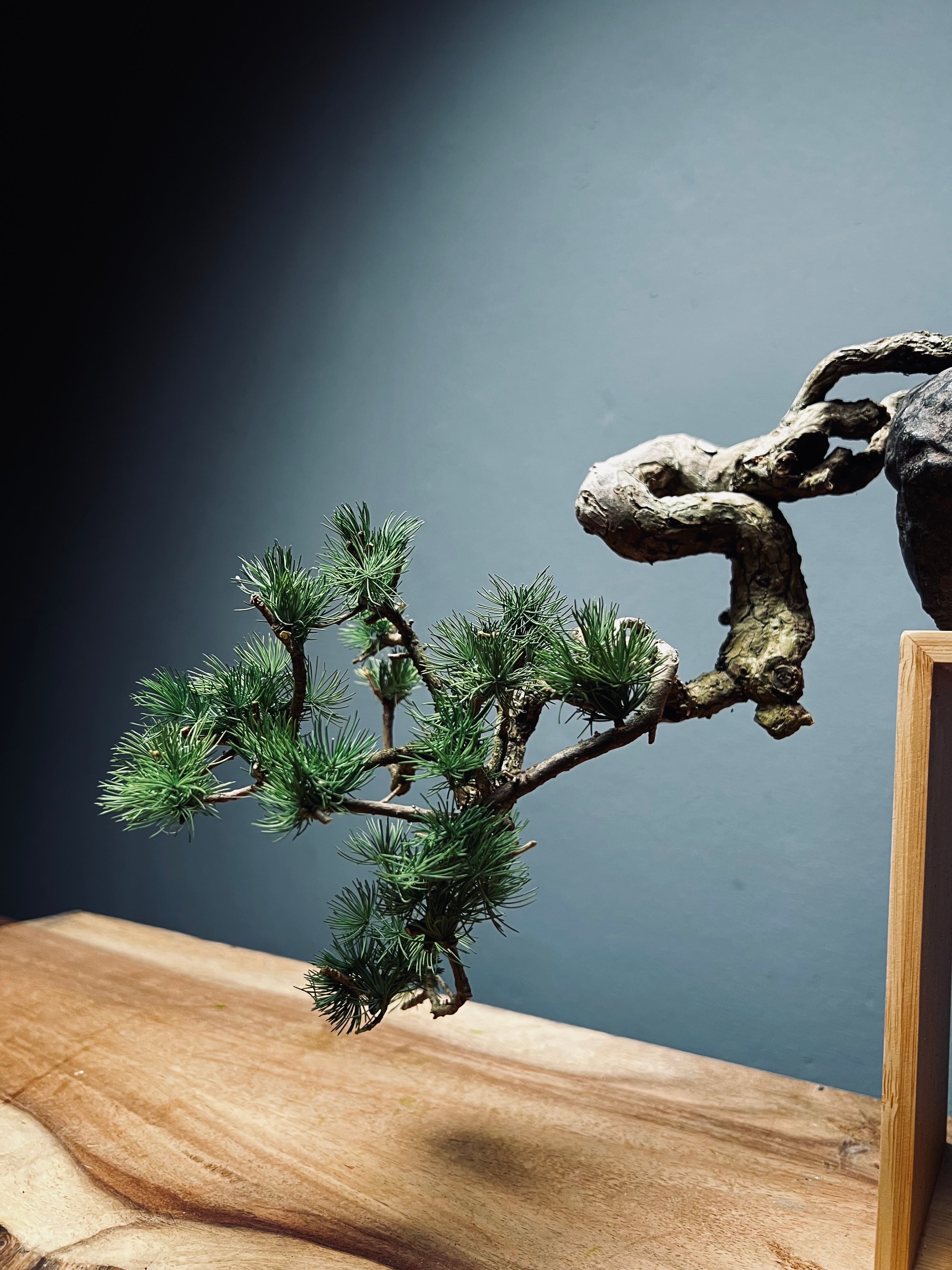 Summer's Whispers - White Pine edition (Preserved Plants)