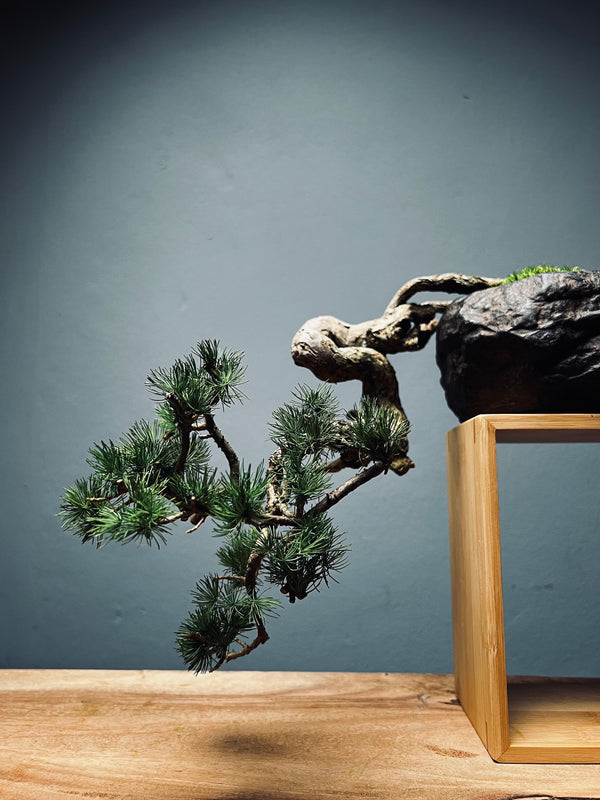 Summer's Whispers - White Pine edition (Preserved Plants)