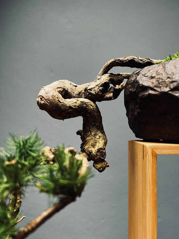 Summer's Whispers - White Pine edition (Preserved Plants)