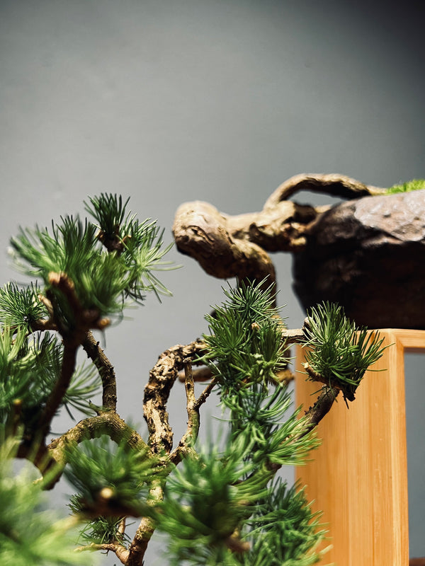 Summer's Whispers - White Pine edition (Preserved Plants)