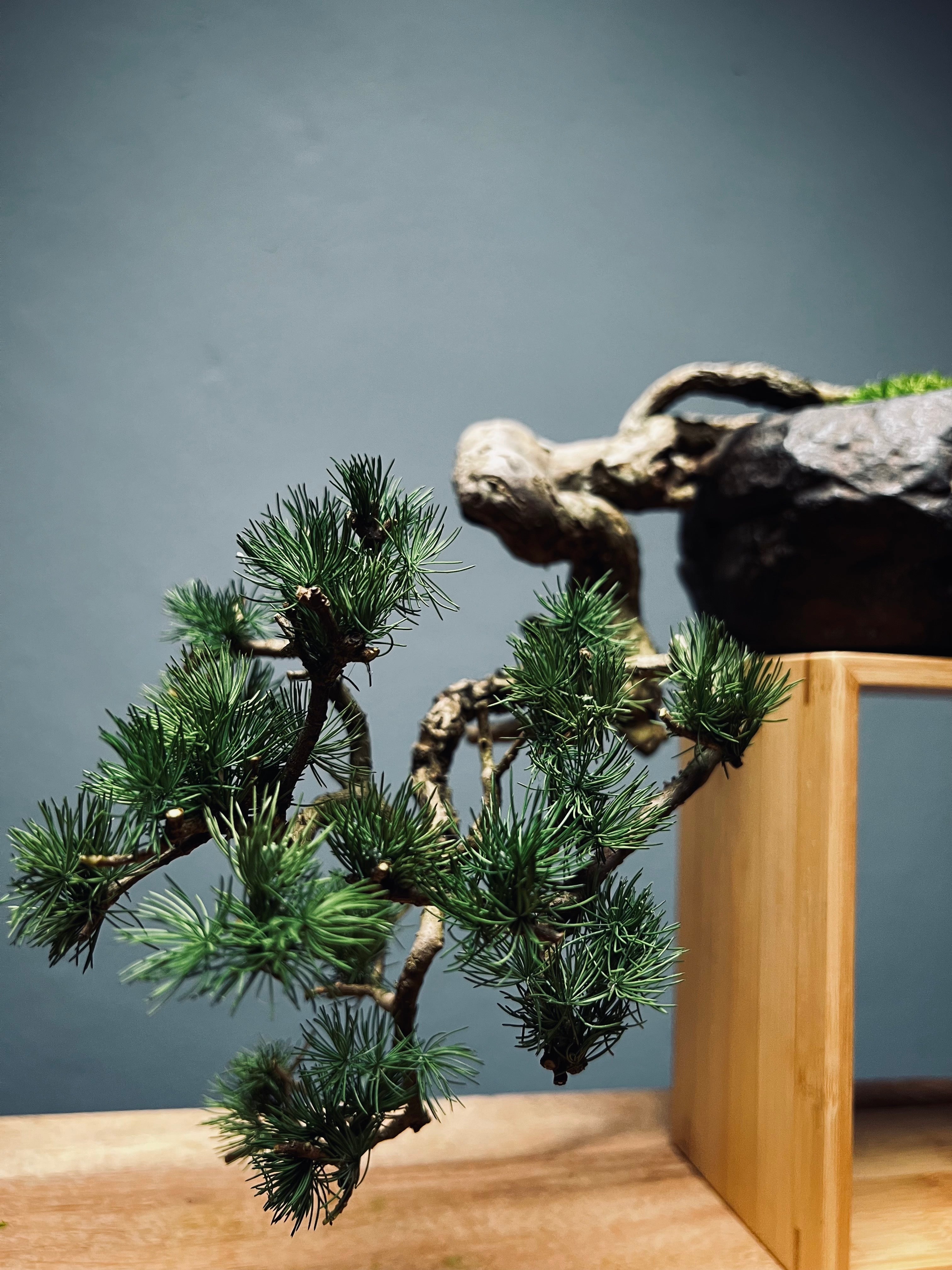 Summer's Whispers - White Pine edition (Preserved Plants)