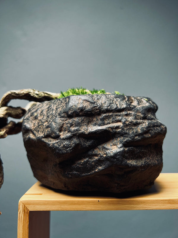 Summer's Whispers - White Pine edition (Preserved Plants)