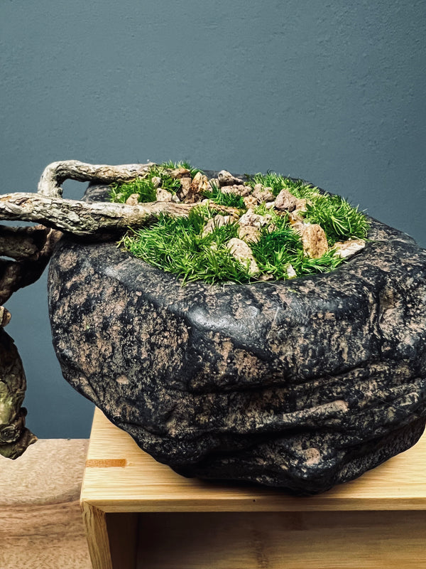 Summer's Whispers - White Pine edition (Preserved Plants)