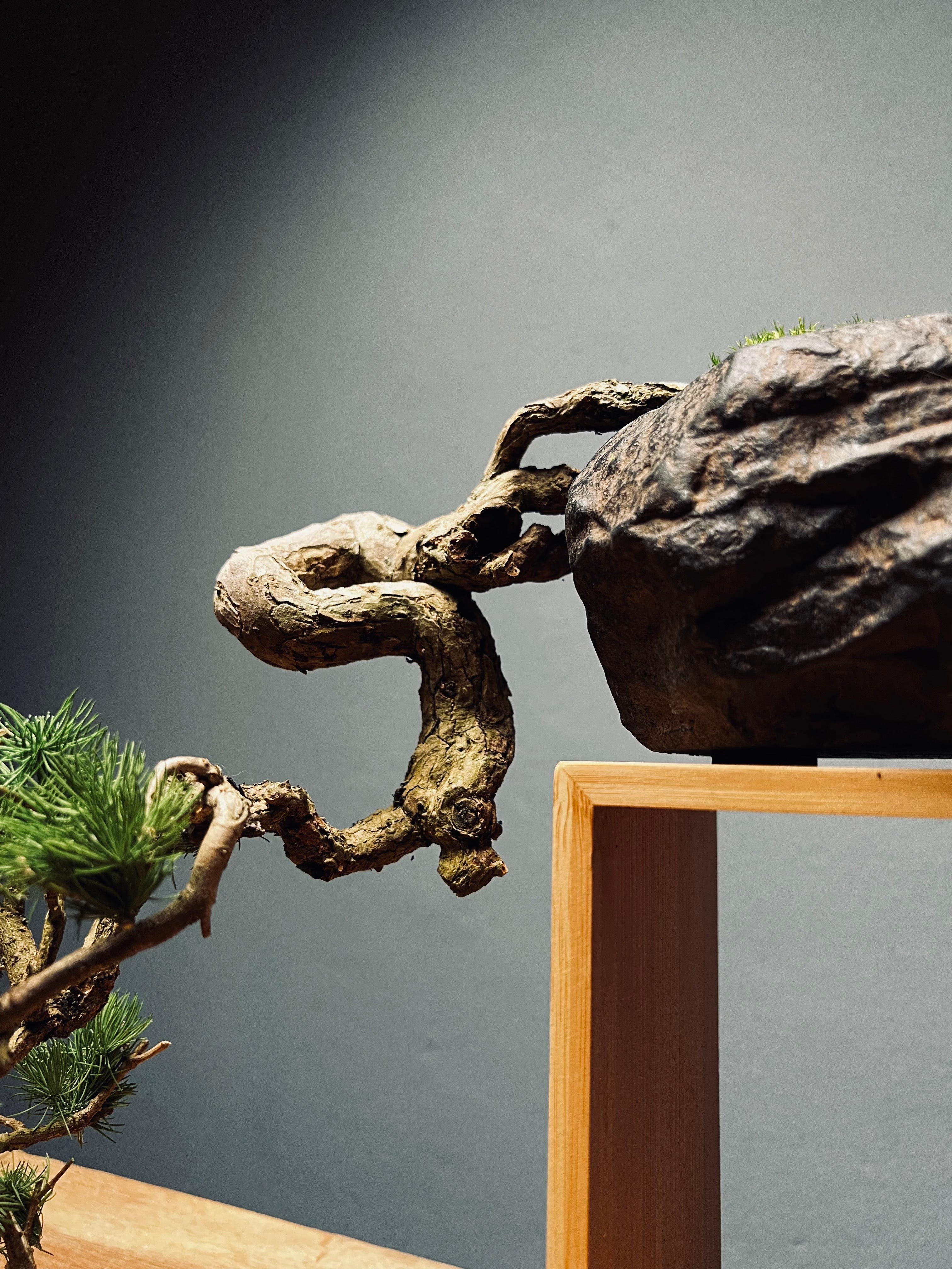 Summer's Whispers - White Pine edition (Preserved Plants)