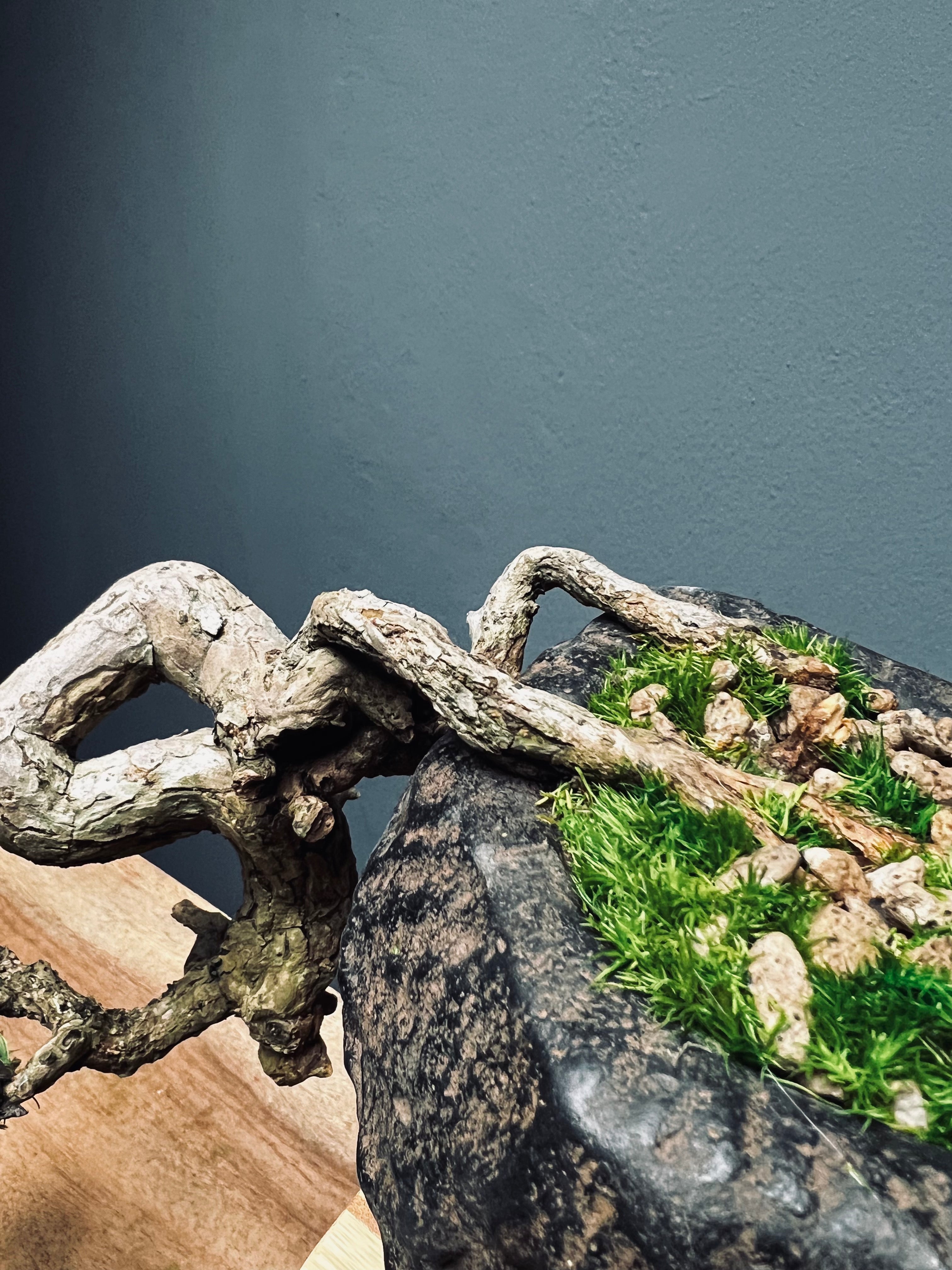 Summer's Whispers - White Pine edition (Preserved Plants)