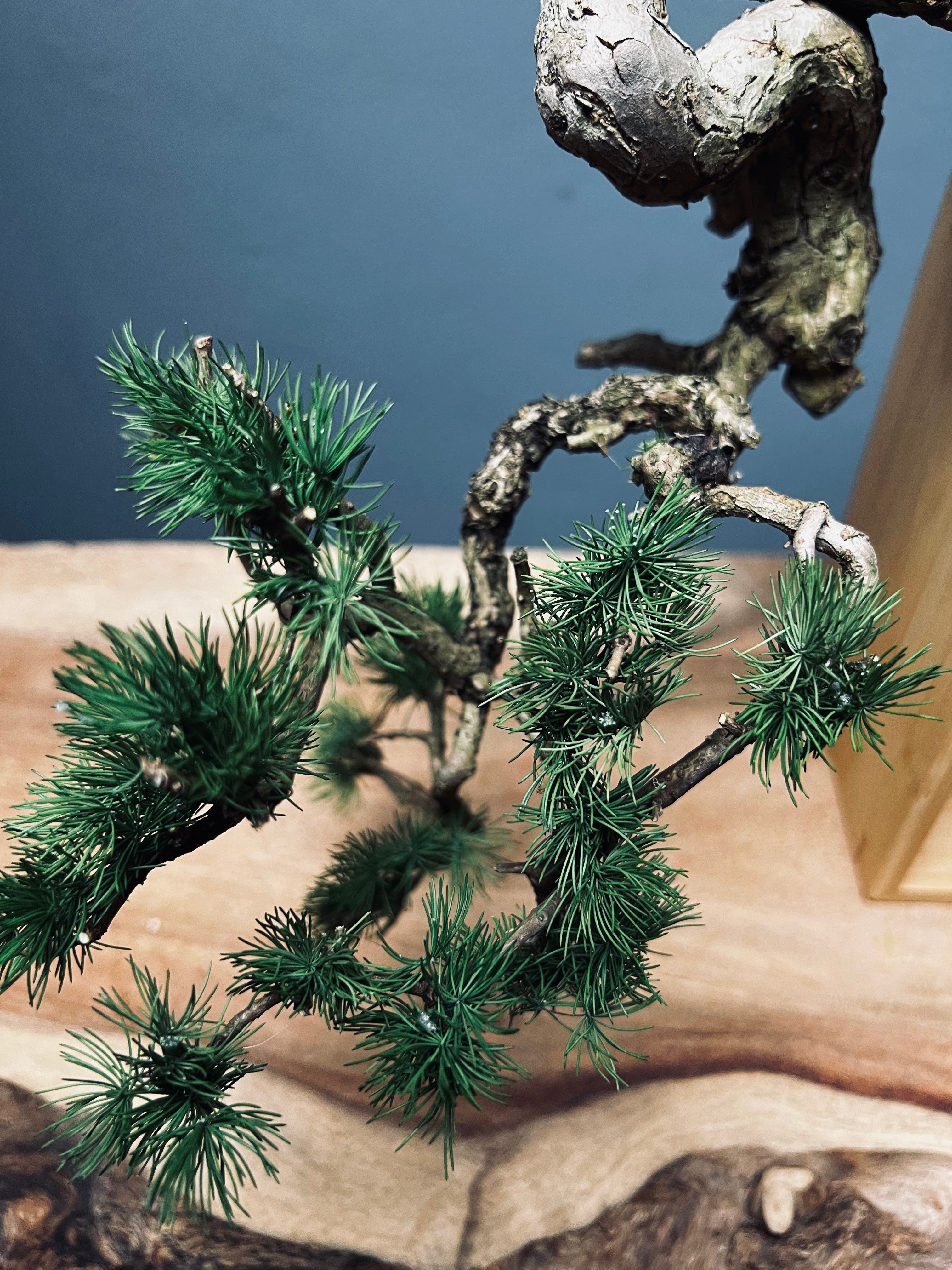 Summer's Whispers - White Pine edition (Preserved Plants)