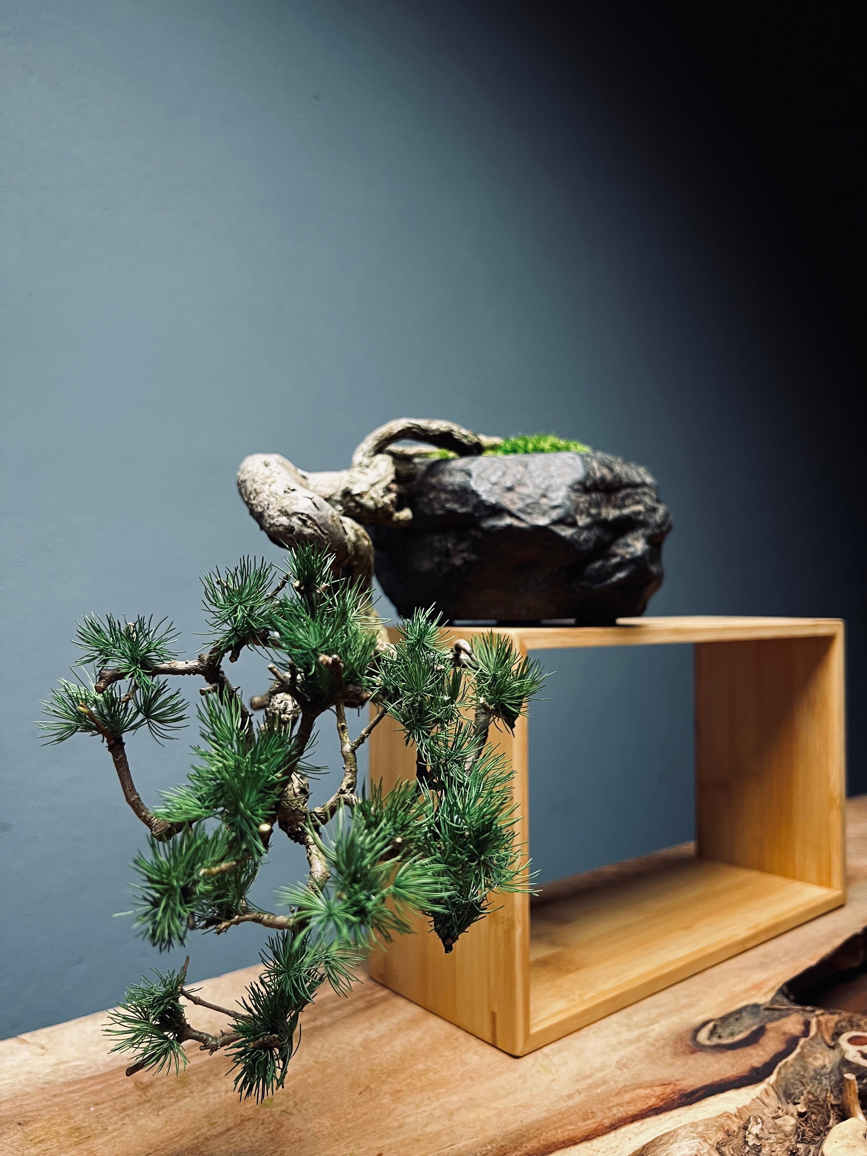 Summer's Whispers - White Pine edition (Preserved Plants)