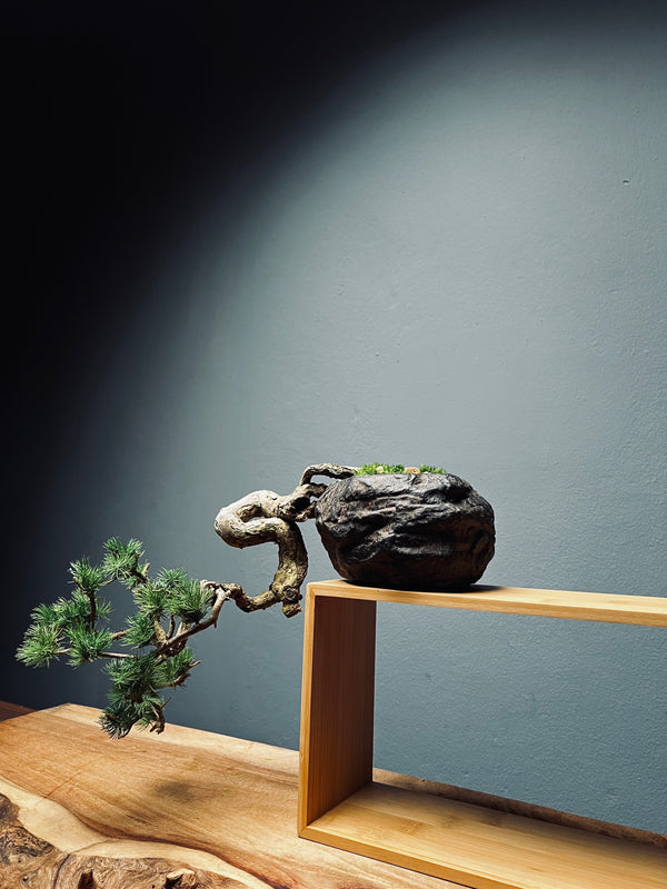 Summer's Whispers - White Pine edition (Preserved Plants)