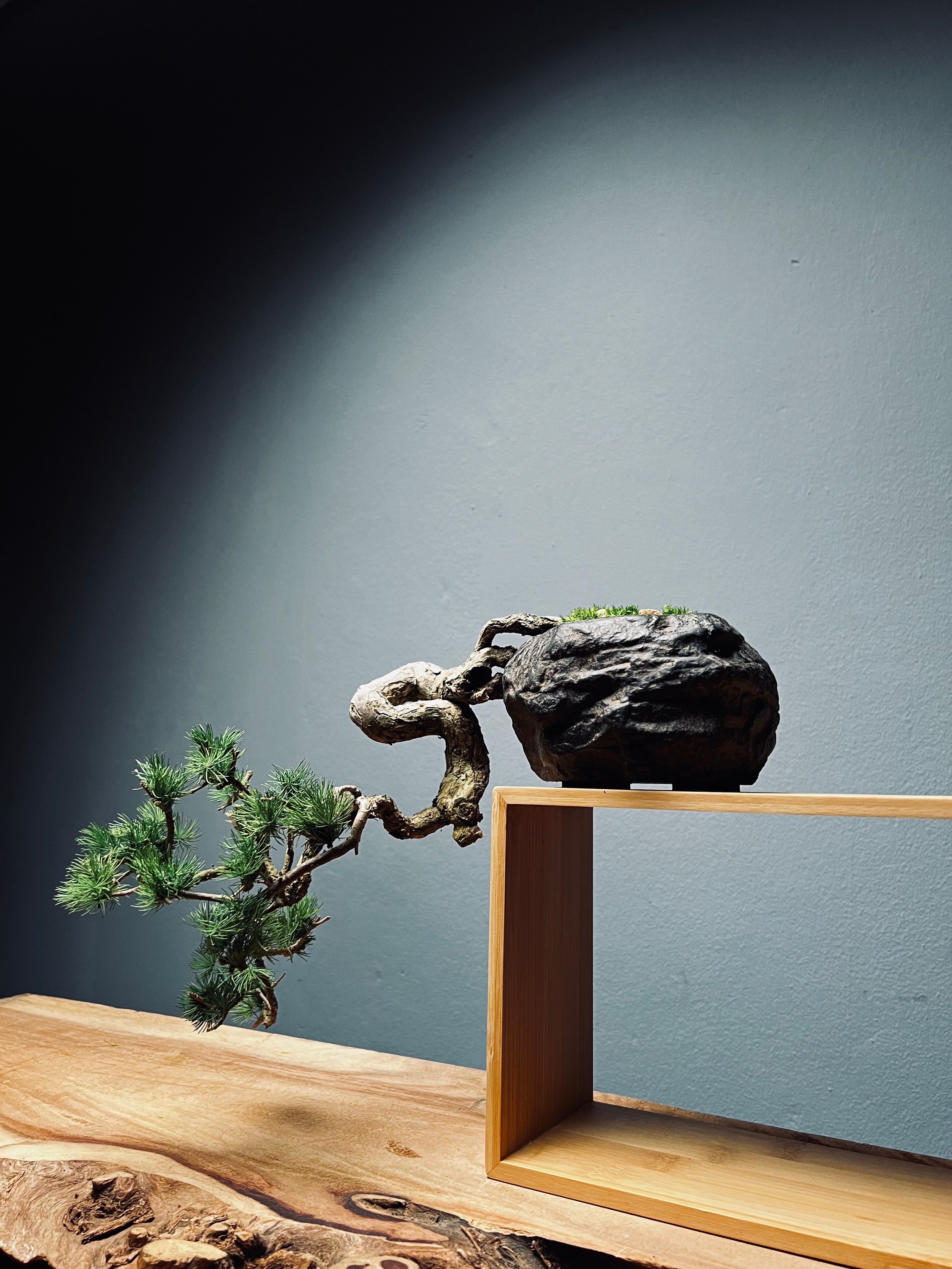 Summer's Whispers - White Pine edition (Preserved Plants)