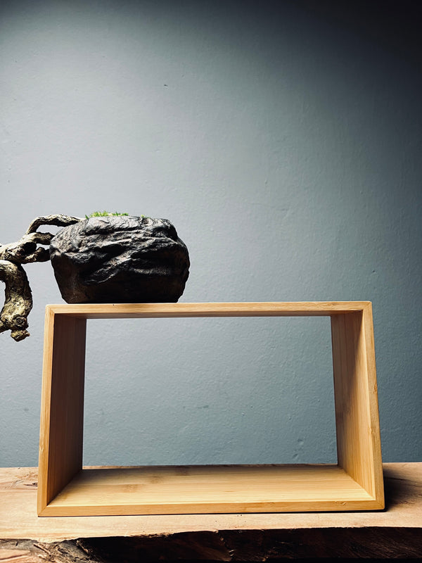 Summer's Whispers - White Pine edition (Preserved Plants)