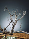 Winter's Deep (Preserved Plants)
