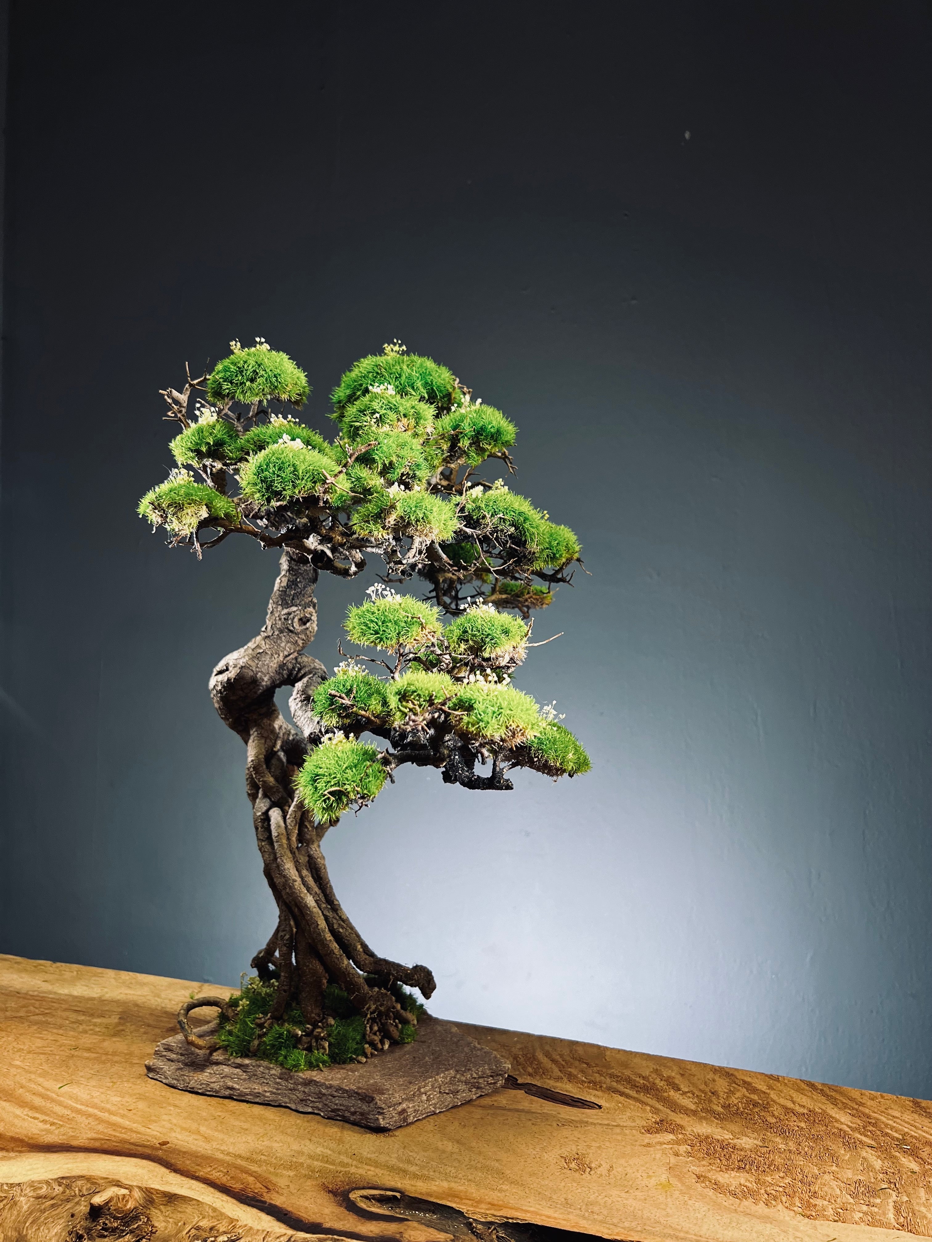 Lone Pine - Mid Summer (Preserved Plants)