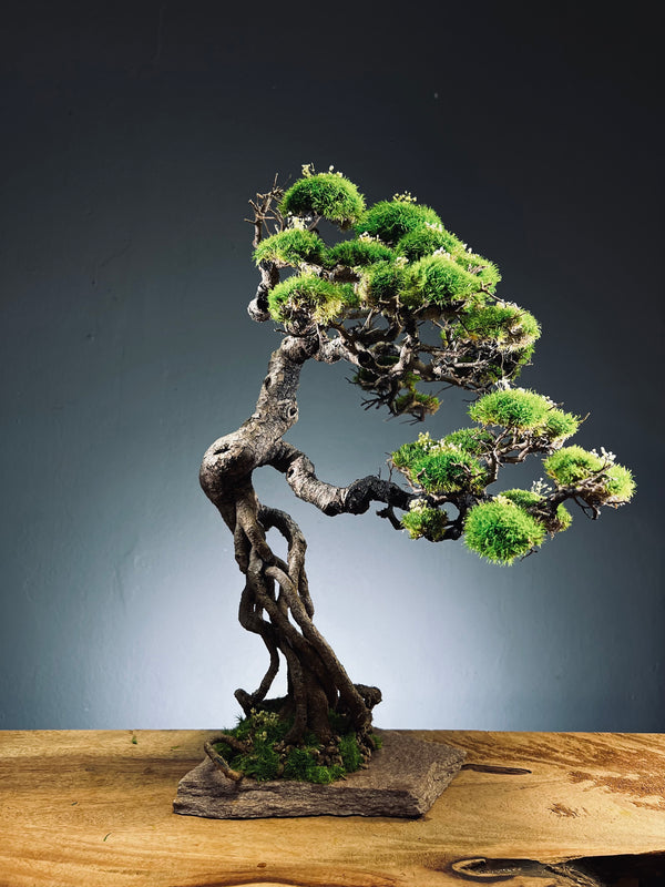 Lone Pine - Mid Summer (Preserved Plants)