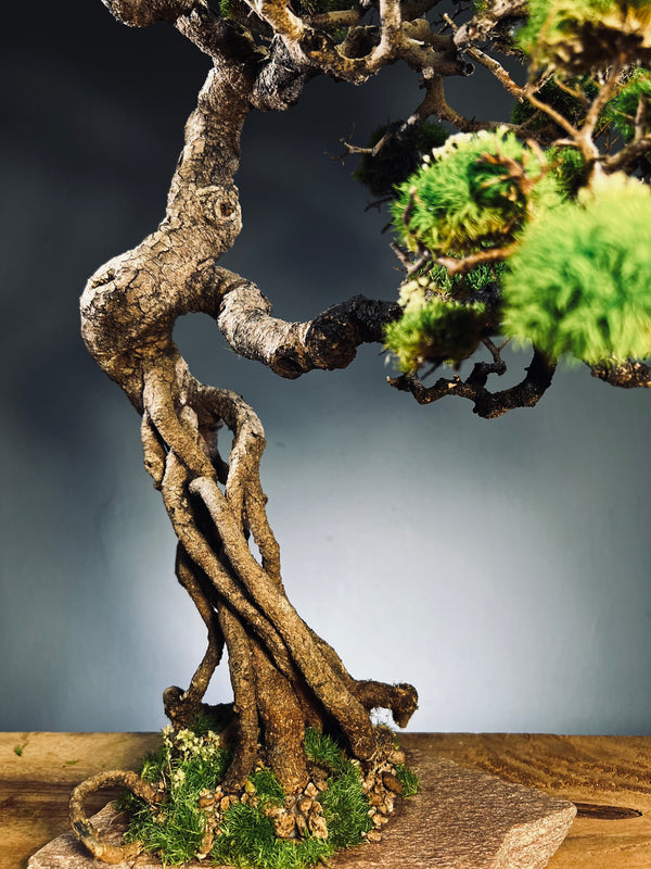 Lone Pine - Mid Summer (Preserved Plants)
