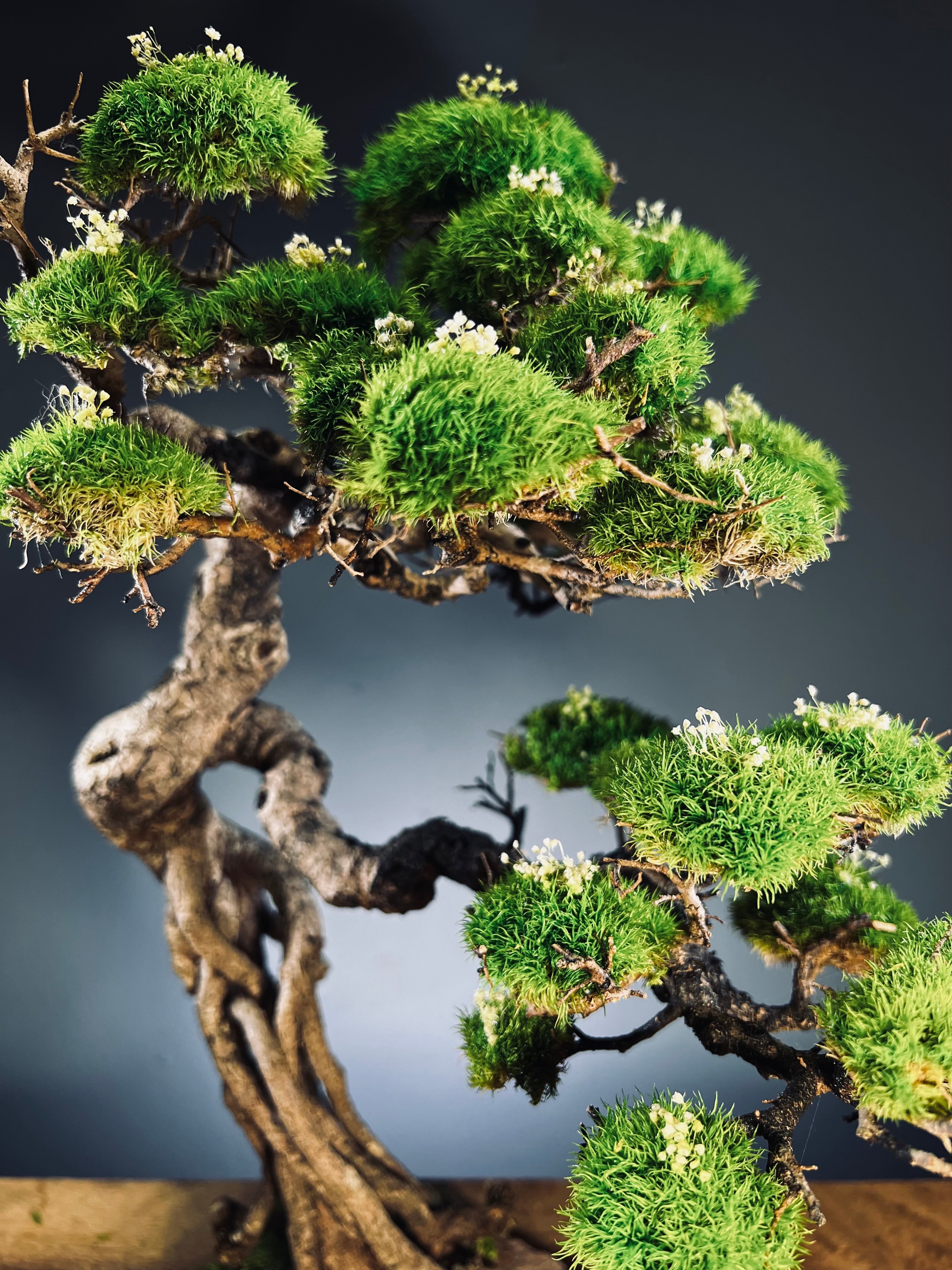 Lone Pine - Mid Summer (Preserved Plants)