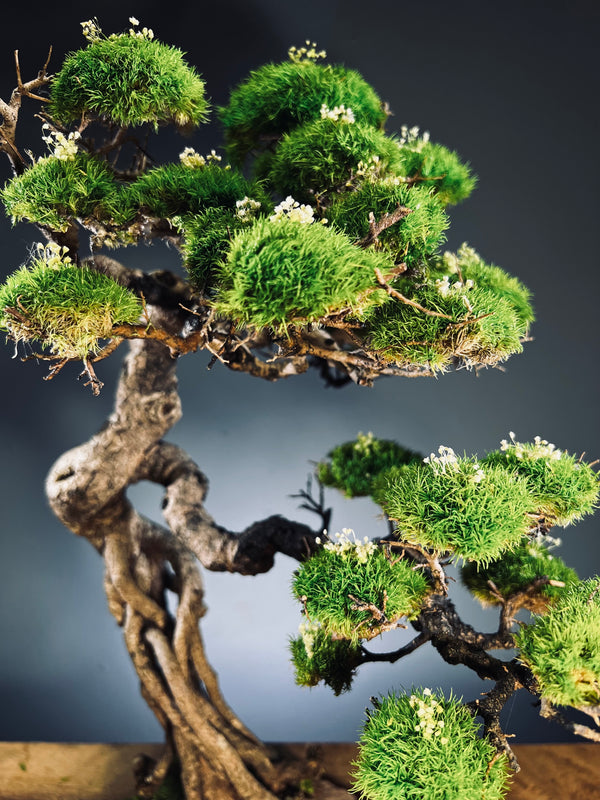 Lone Pine - Mid Summer (Preserved Plants)