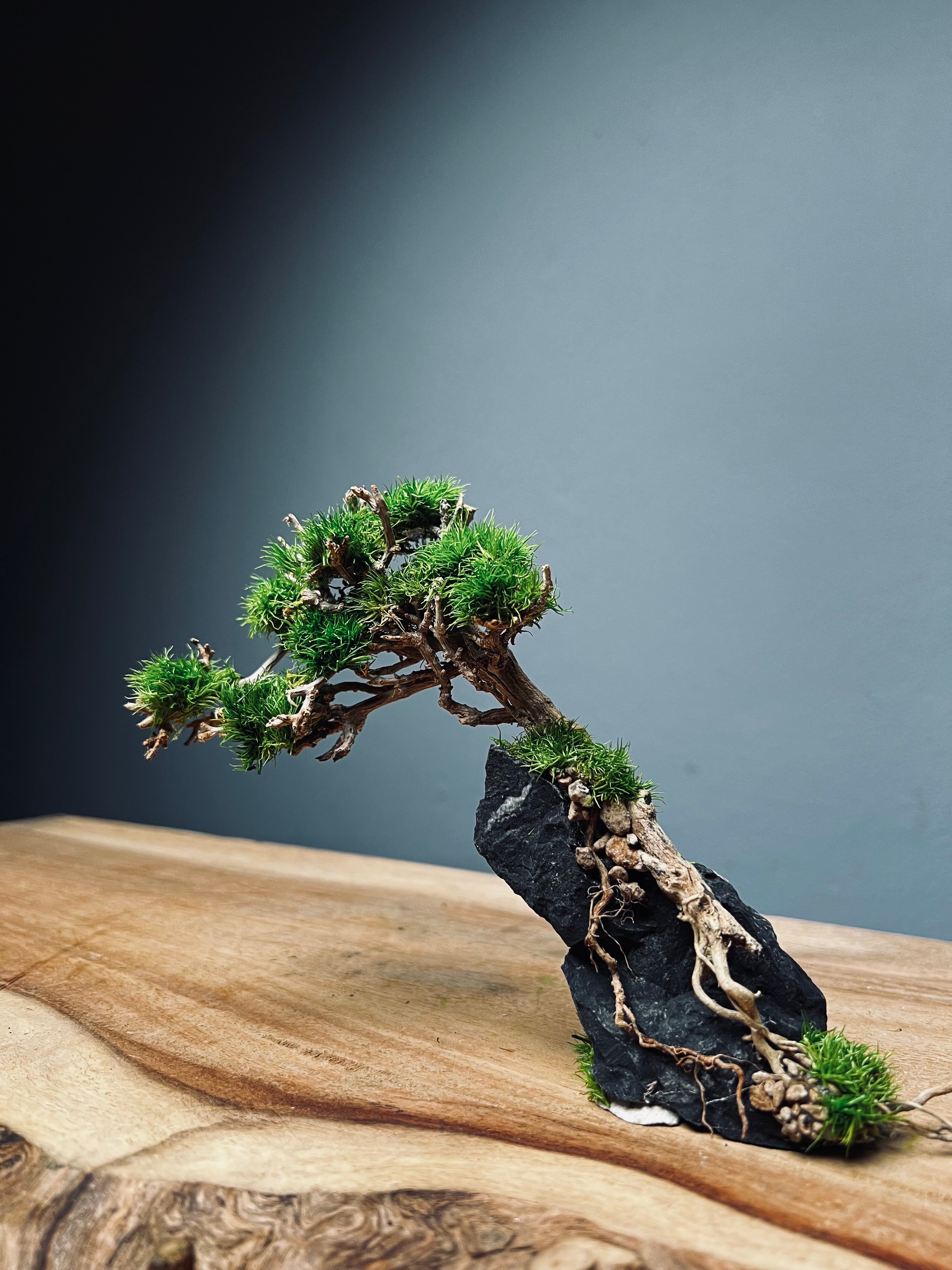 Evergreen at the Winter Creek (Preserved Plants)