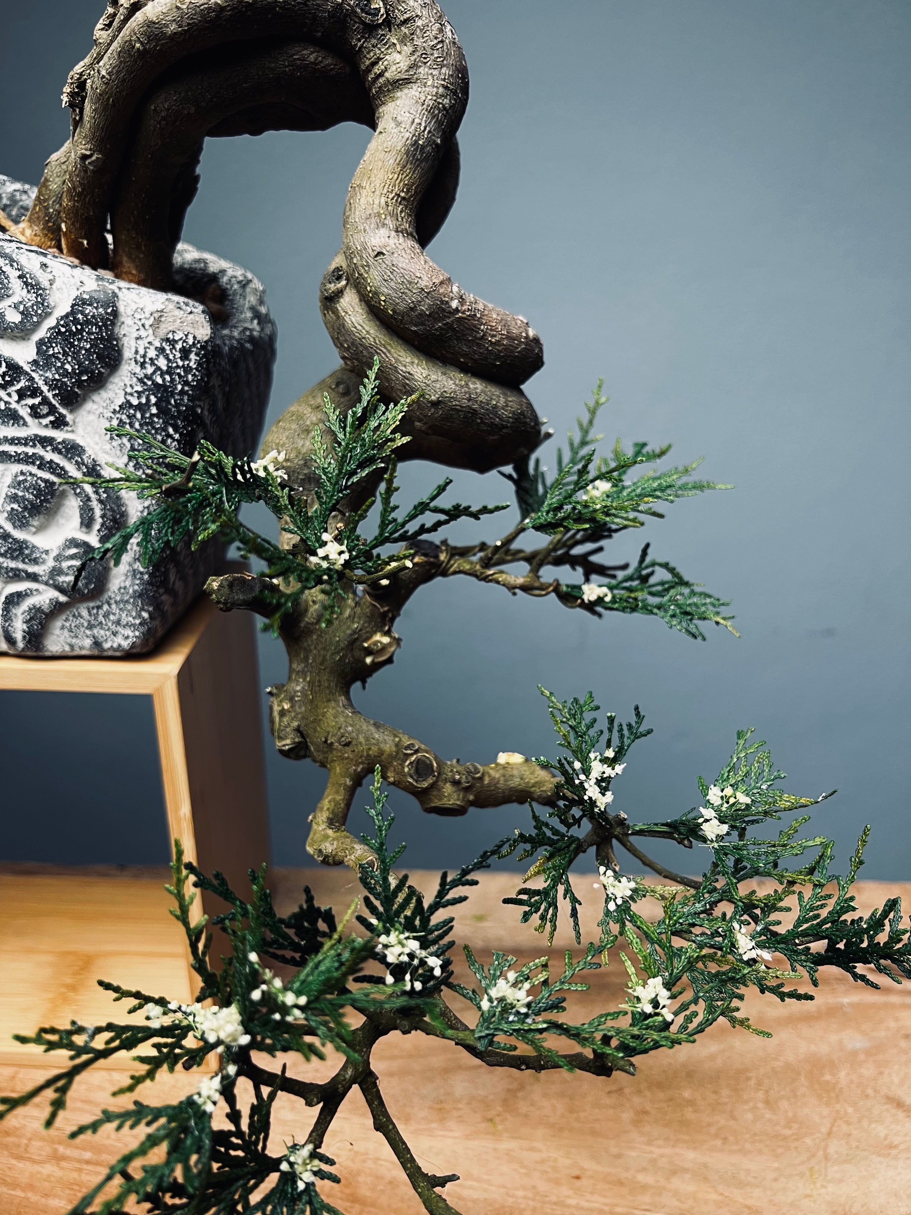 Lone Pine - Cascades (Preserved Plants)
