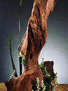 Slow Wood - Walnut Wild (Preserved Plants)