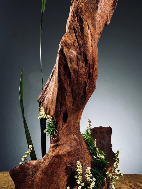Slow Wood - Walnut Wild (Preserved Plants)