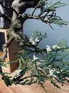 Lone Pine - Cascades (Preserved Plants)
