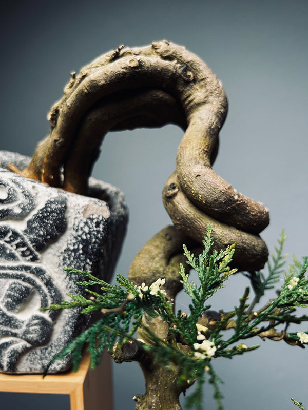 Lone Pine - Cascades (Preserved Plants)